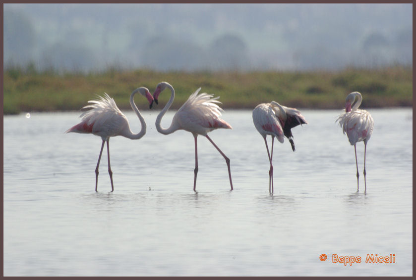 Fenicotteri rosa alla Diaccia Botrona (GR)